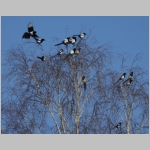 Pica pica - Elster 07.jpg